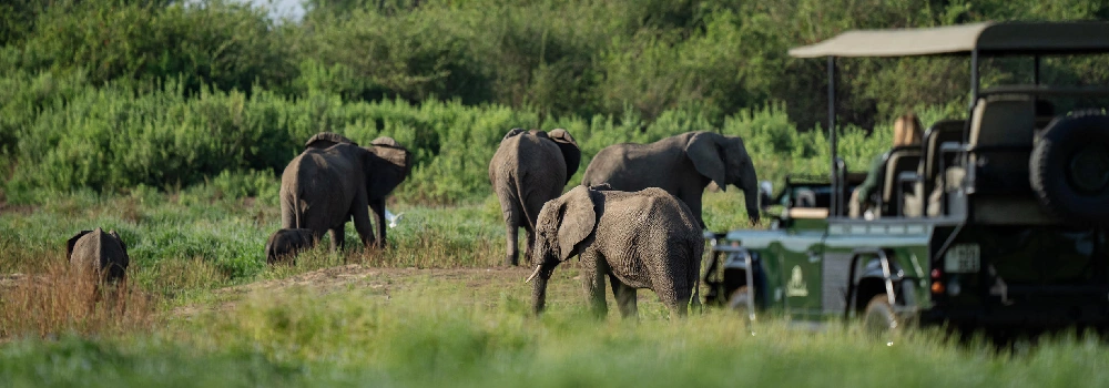 Elephants near safari vehicle, Laba Siwandu