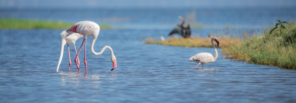 A Day in Lake Nakuru National Park (2)