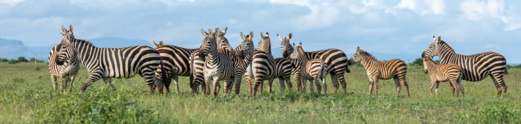 Large zebra herd grazing meadow