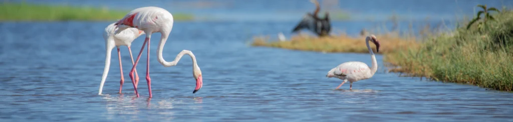 Beautiful flamingos wading in lake