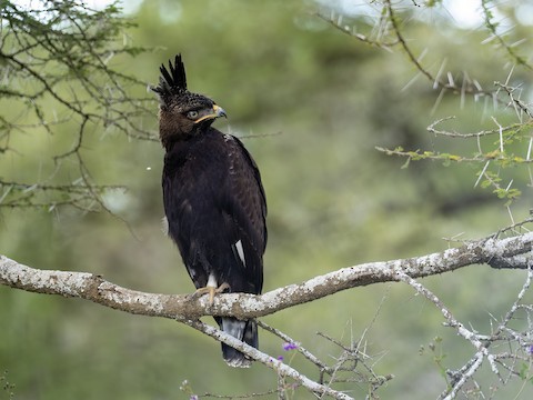 Long-crested eagle on a branch