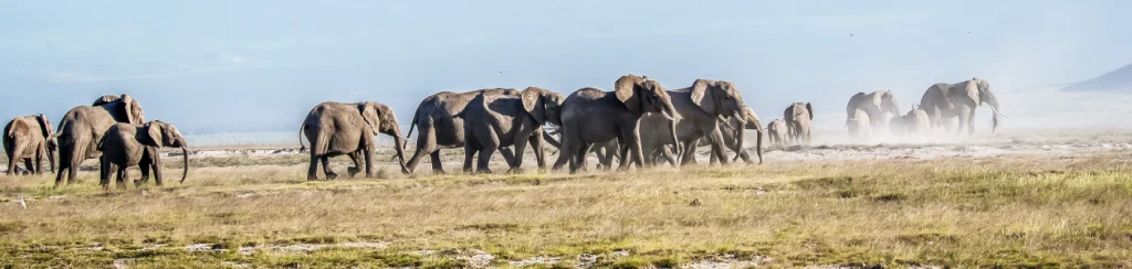 Large elephant herd crossing plains