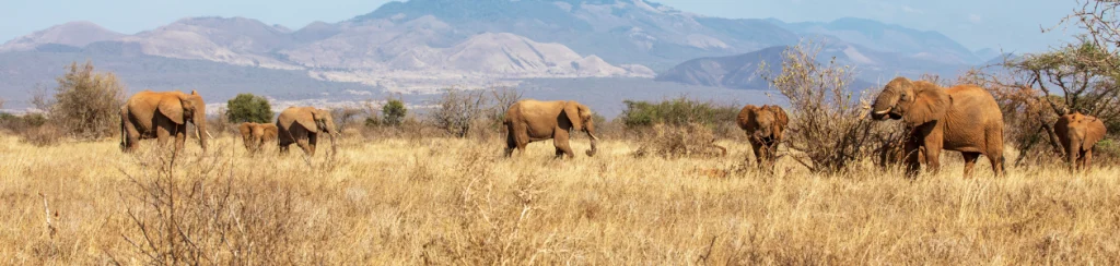 Herd of elephants in savanna