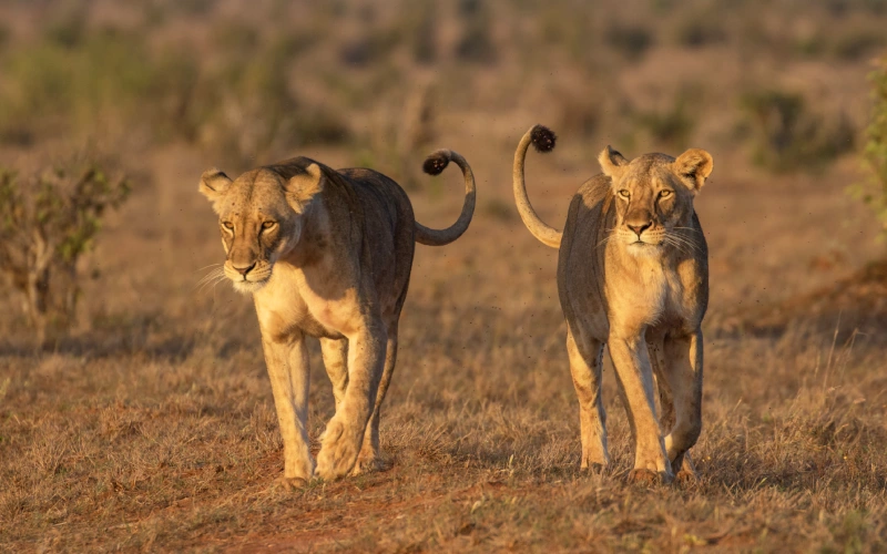 Featured Tsavo East NP (5)