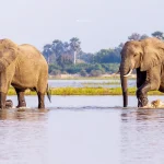 Safari Destinations