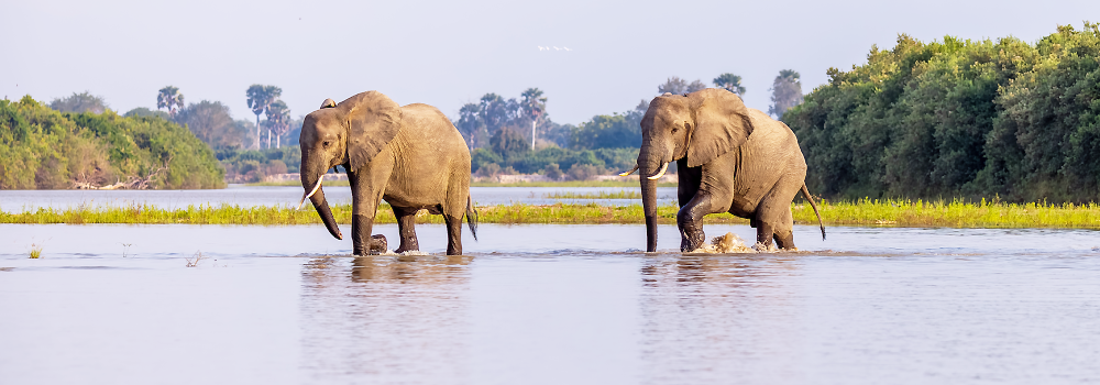 Safari Destinations