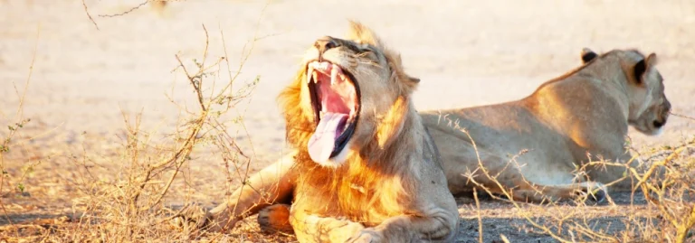 Yawning lions in Nyerere Park