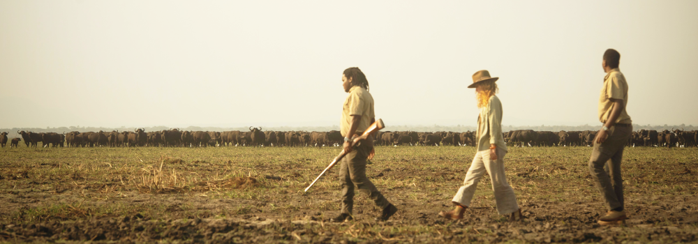 Walking safari past buffalo herd