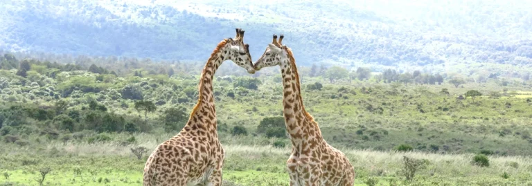 Giraffes in African savanna
