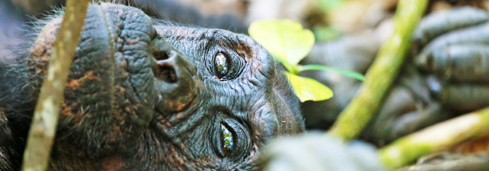 A close-up shot of a resting chimpanzee in its natural jungle habitat with Hola Africa.