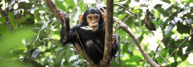 A playful young chimpanzee holding a green leaf while climbing a tree during a Hola Africa tour.