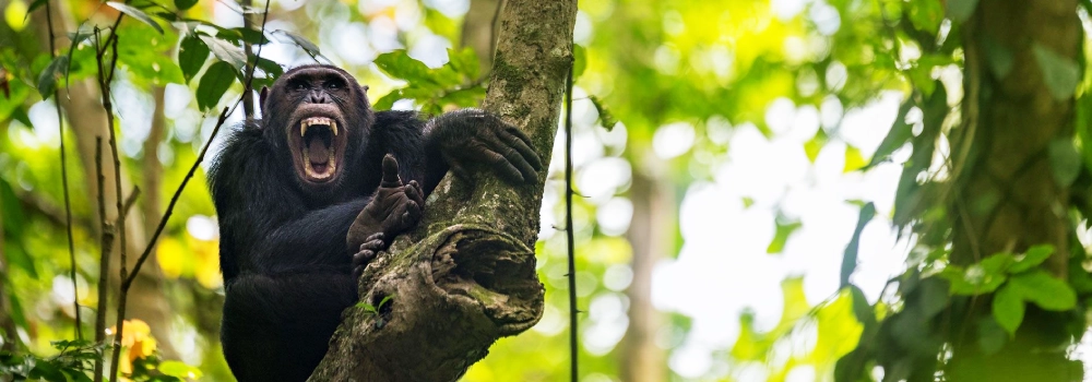 A wild chimpanzee calling out with its mouth wide open while perched in a tree during a Hola Africa safari.