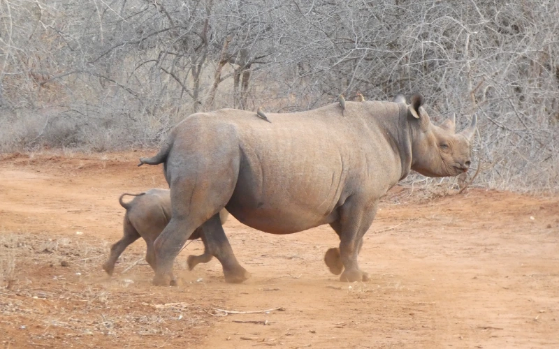 FEATURED - Mkomazi National Park (1)