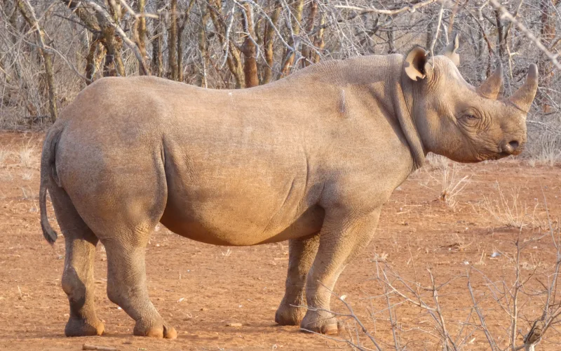 FEATURED - Mkomazi National Park