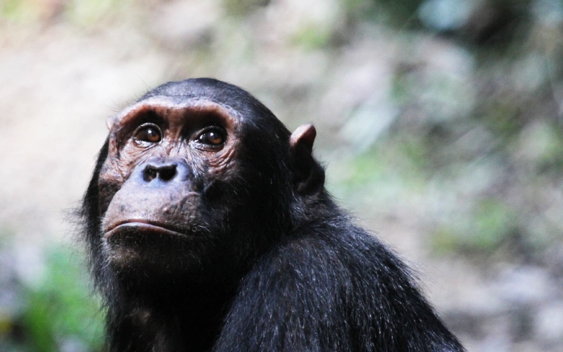 Featured - Gombe Stream National Park. (7)