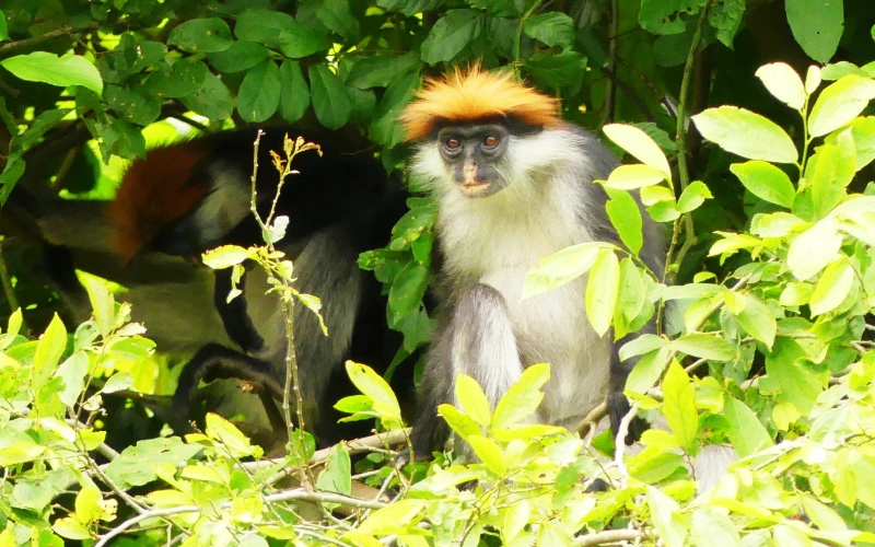 Featured Udzungwa NP - EXTRA (7)