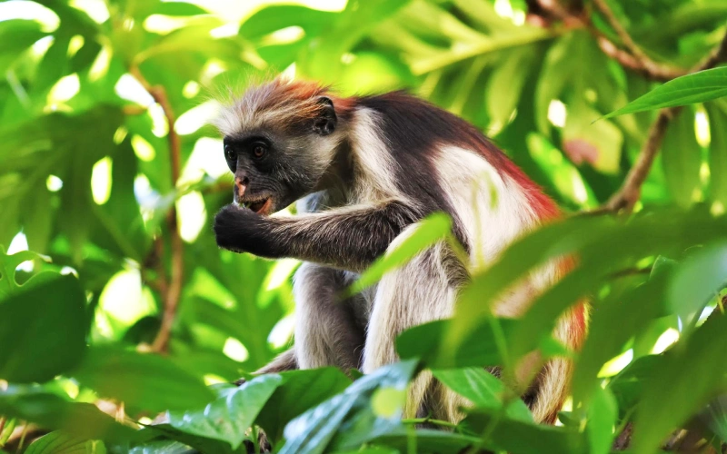 Zanzibar red colobus