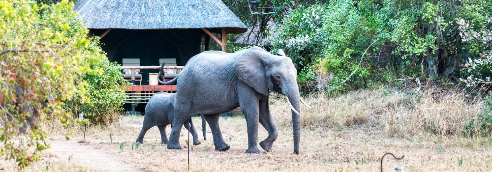 Adult elephant with a calf walking past a safari lodge cabin during a wildlife experience at Hola Africa.