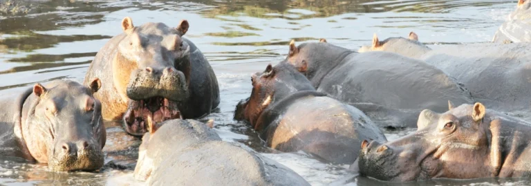 A large group of hippos cooling off and gathering together in shallow water during an African safari tour.