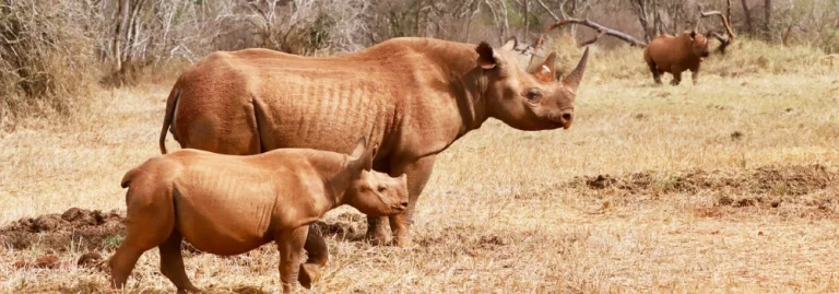 An adult rhinoceros with its calf walking through dry grassland during a wildlife safari experience with Hola Africa.