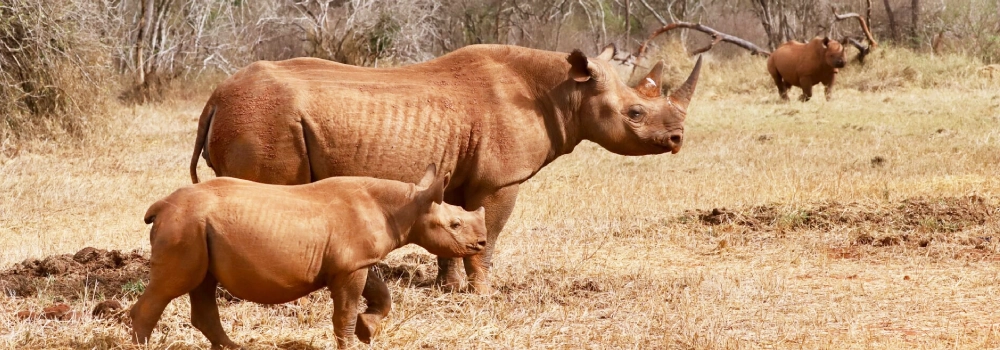 An adult rhinoceros with its calf walking through dry grassland during a wildlife safari experience with Hola Africa.