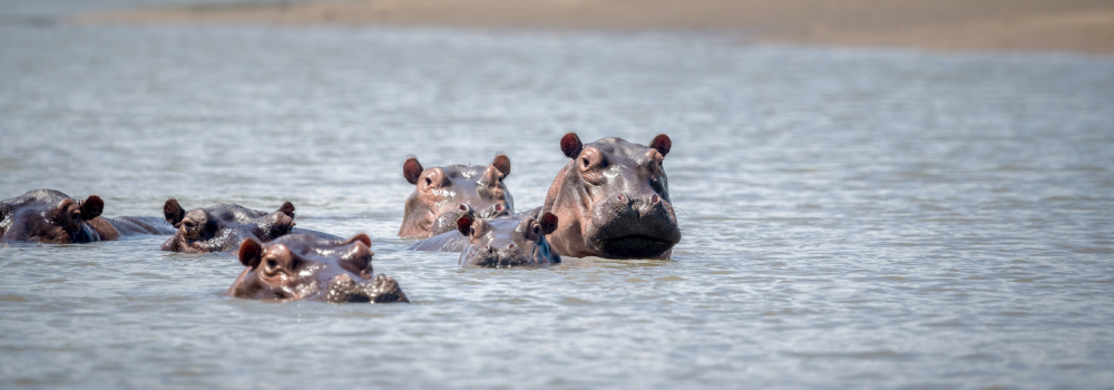 A pod of hippopotamuses swimming together in a river during a wildlife safari experience with Hola Africa.